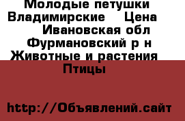 Молодые петушки “Владимирские“ › Цена ­ 700 - Ивановская обл., Фурмановский р-н Животные и растения » Птицы   